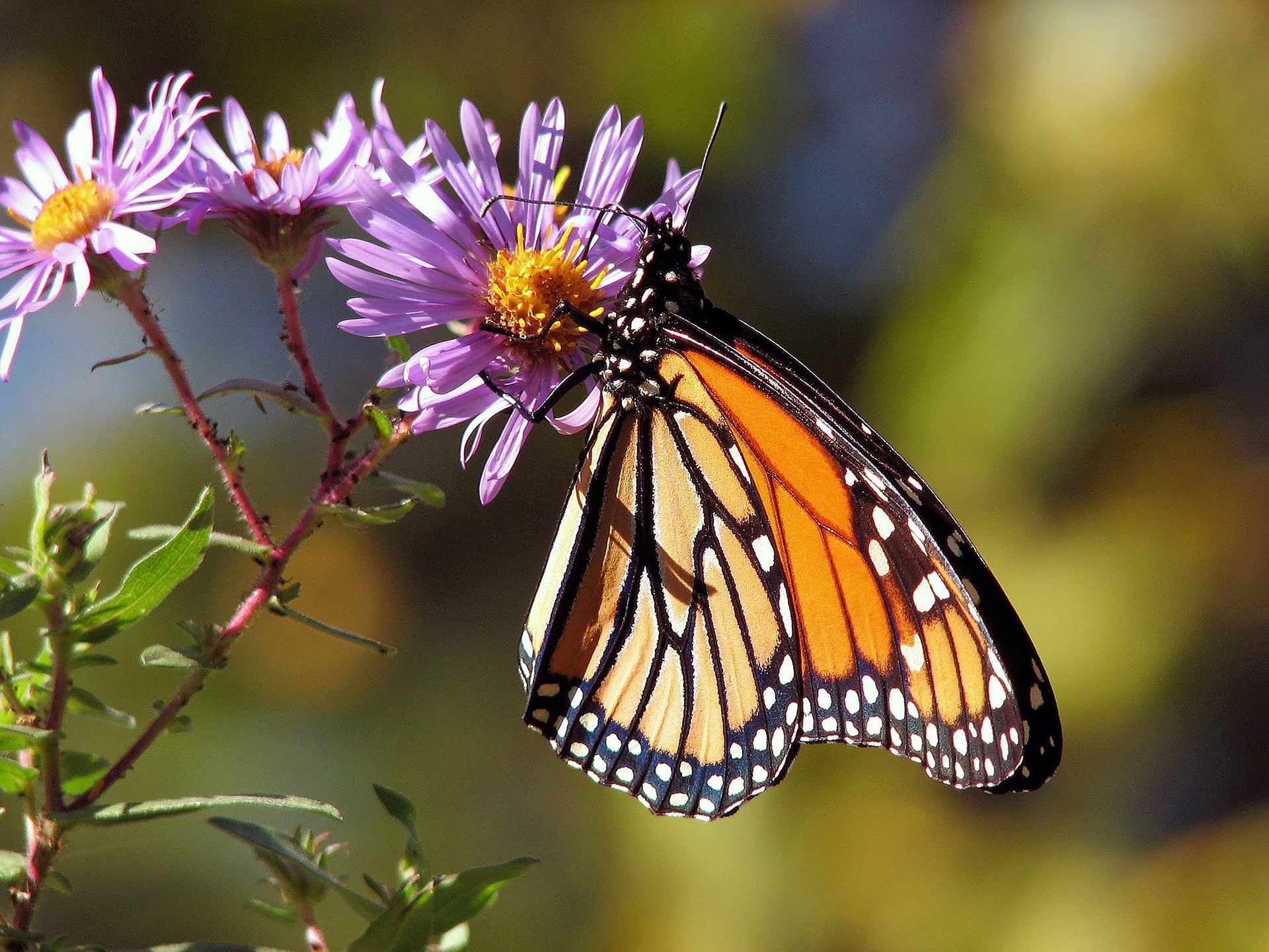 Butterfly Beltway Project