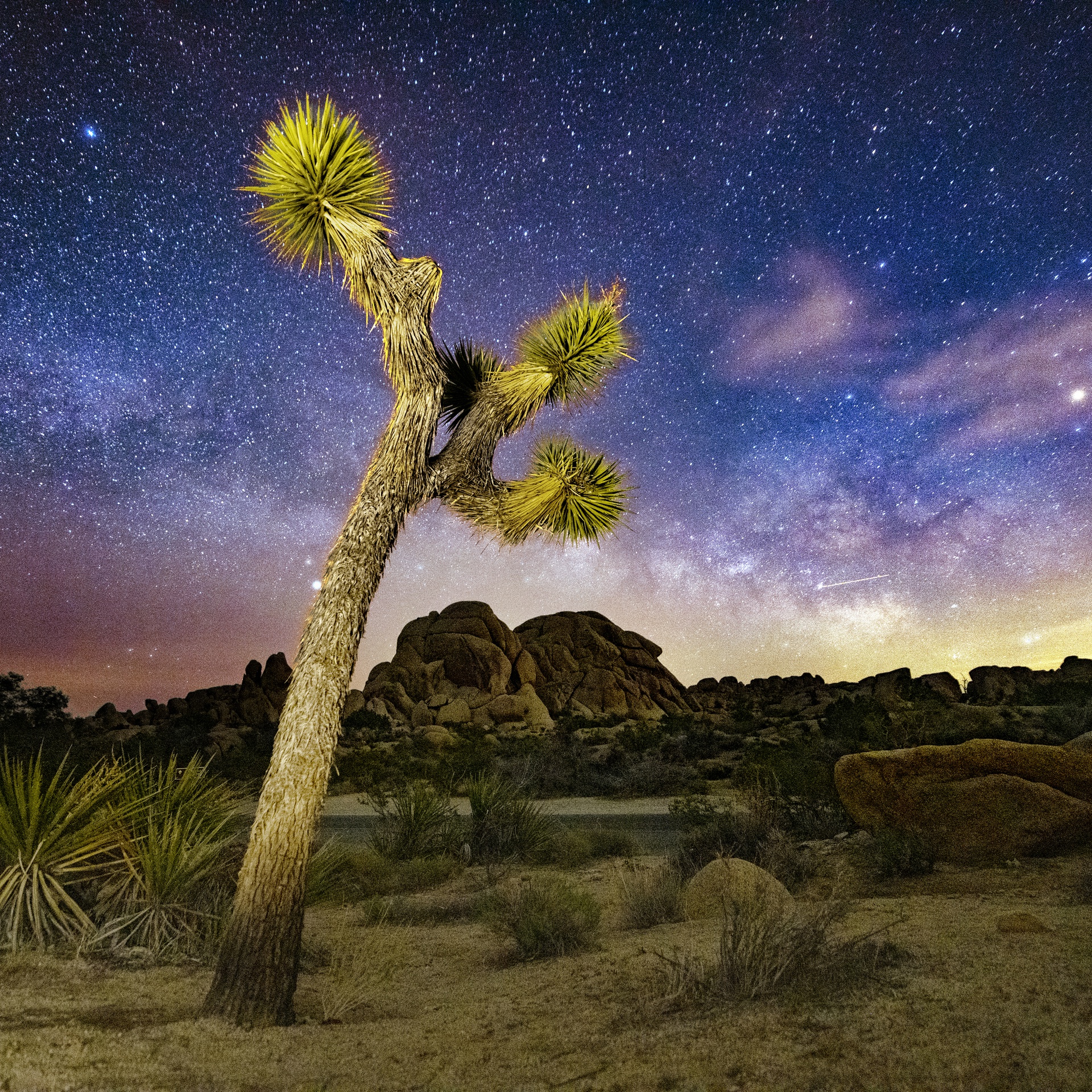 Joshua Tree National Park features intricate embossing.