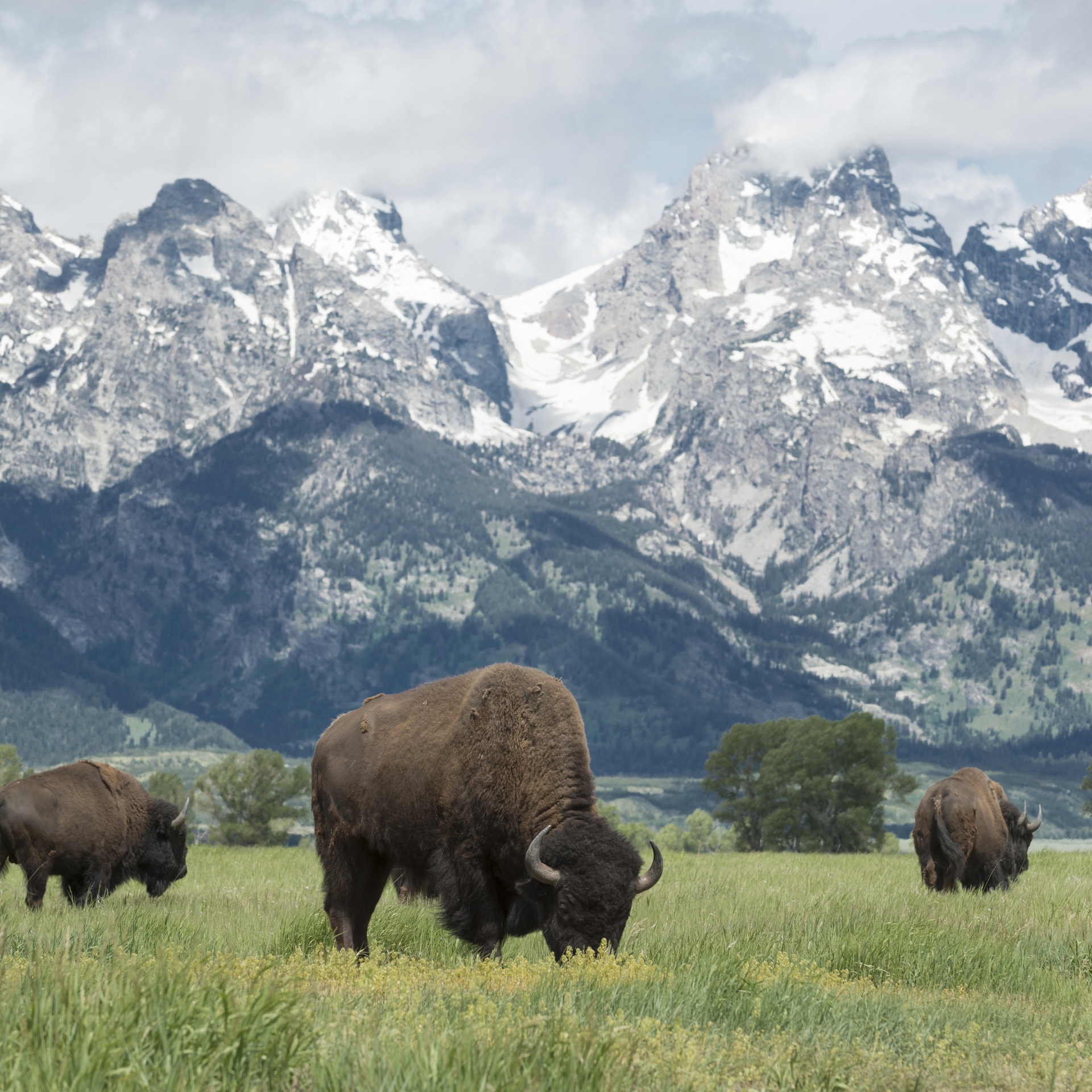 Grand Teton National Park features soft touch coating